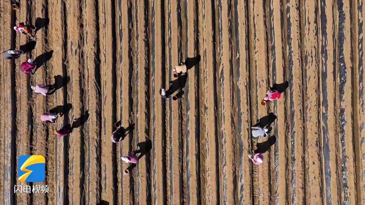 日照岚山:丹参种植忙 振兴有“良方”