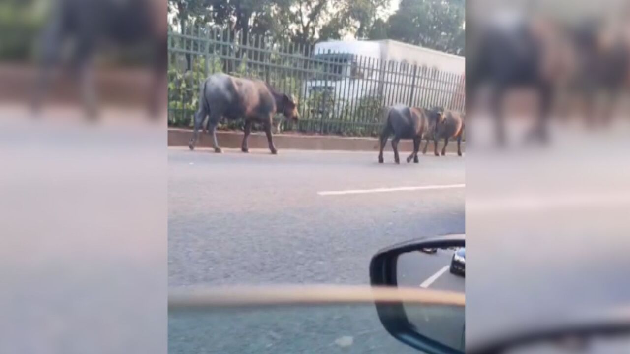 佛山一群水牛在快车道“悠哉”散步,交警:已引导出马路