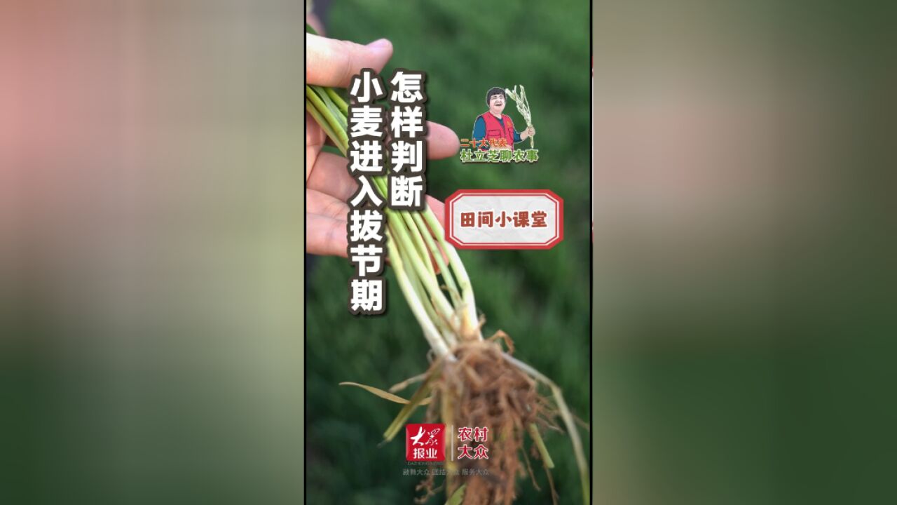 杜立芝田间小课堂|小麦进入拔节期,怎样判断?