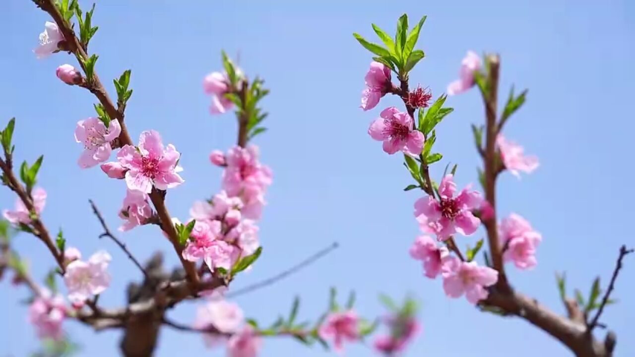 济宁邹城市:春光无限好 桃花朵朵开