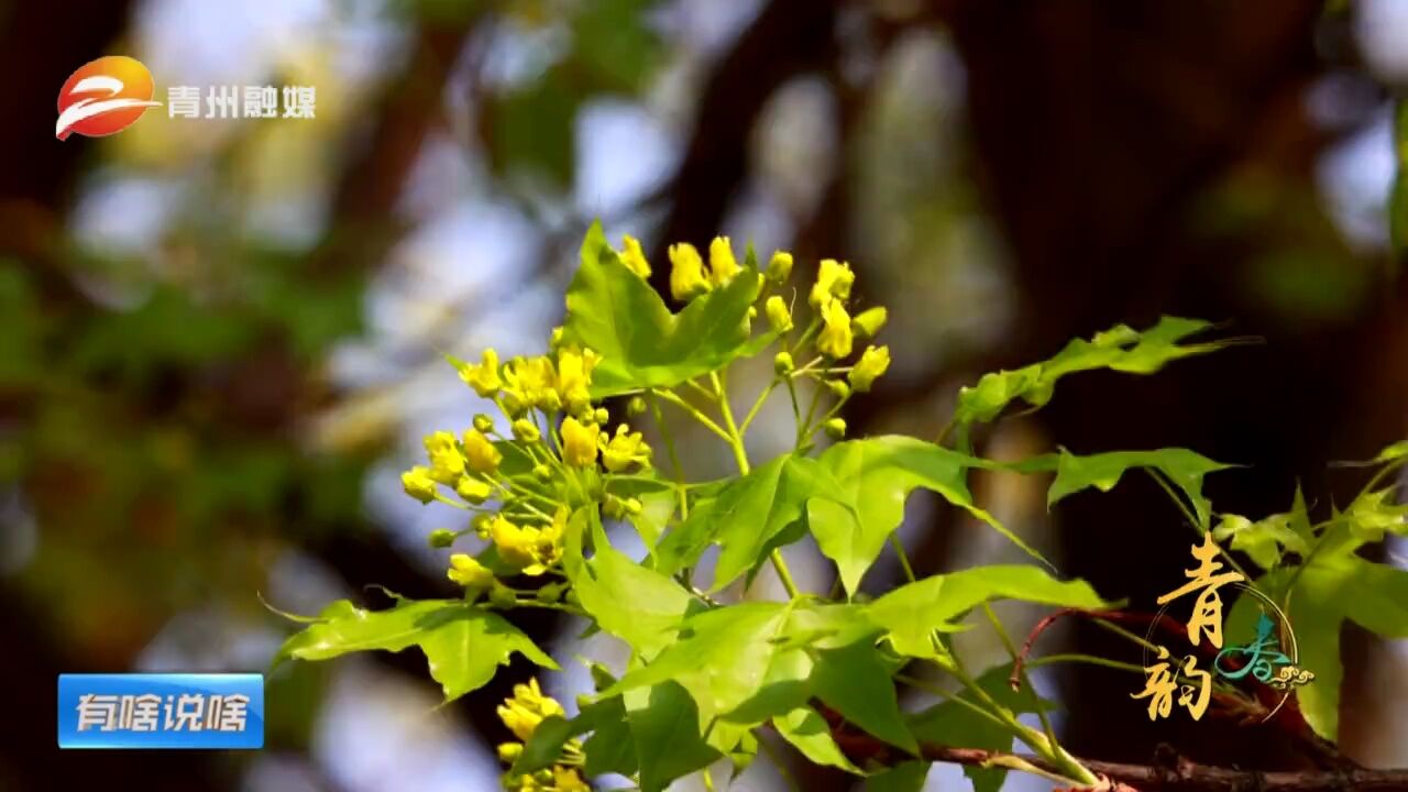 潍坊青州:偶园五角枫花开正茂