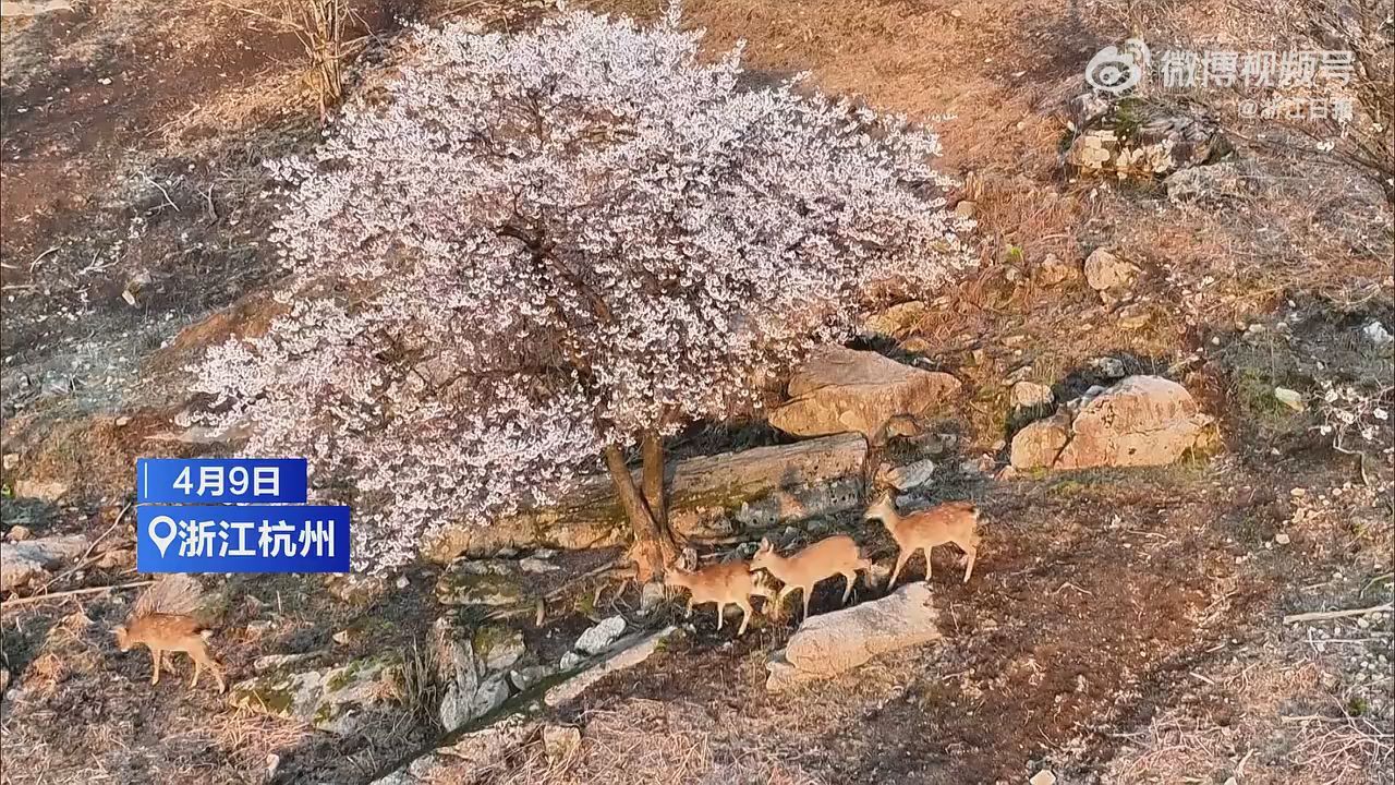 梅花鹿和漫山樱花同框仿佛童话世界