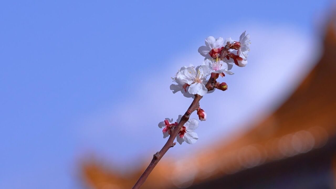 千城胜景|宁夏红寺堡:花开古韵