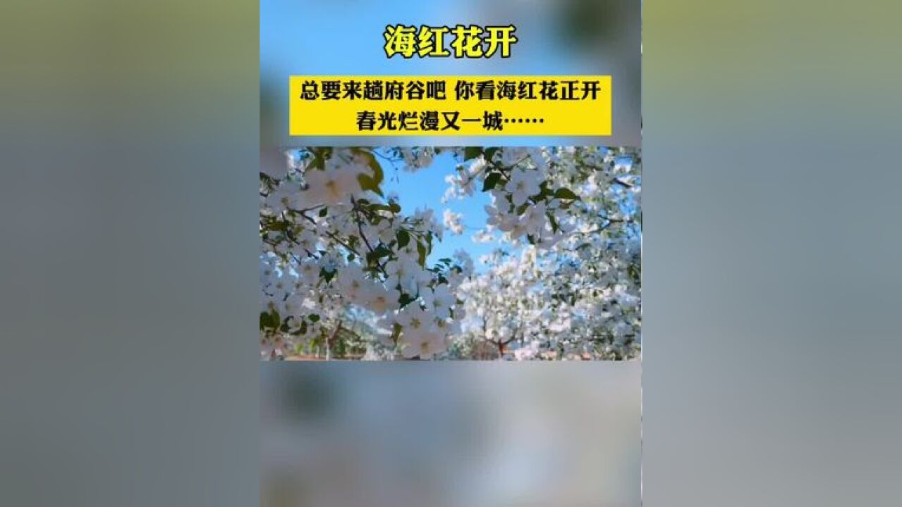 总要来趟府谷吧,你看海红花正开,春光烂漫又一城……