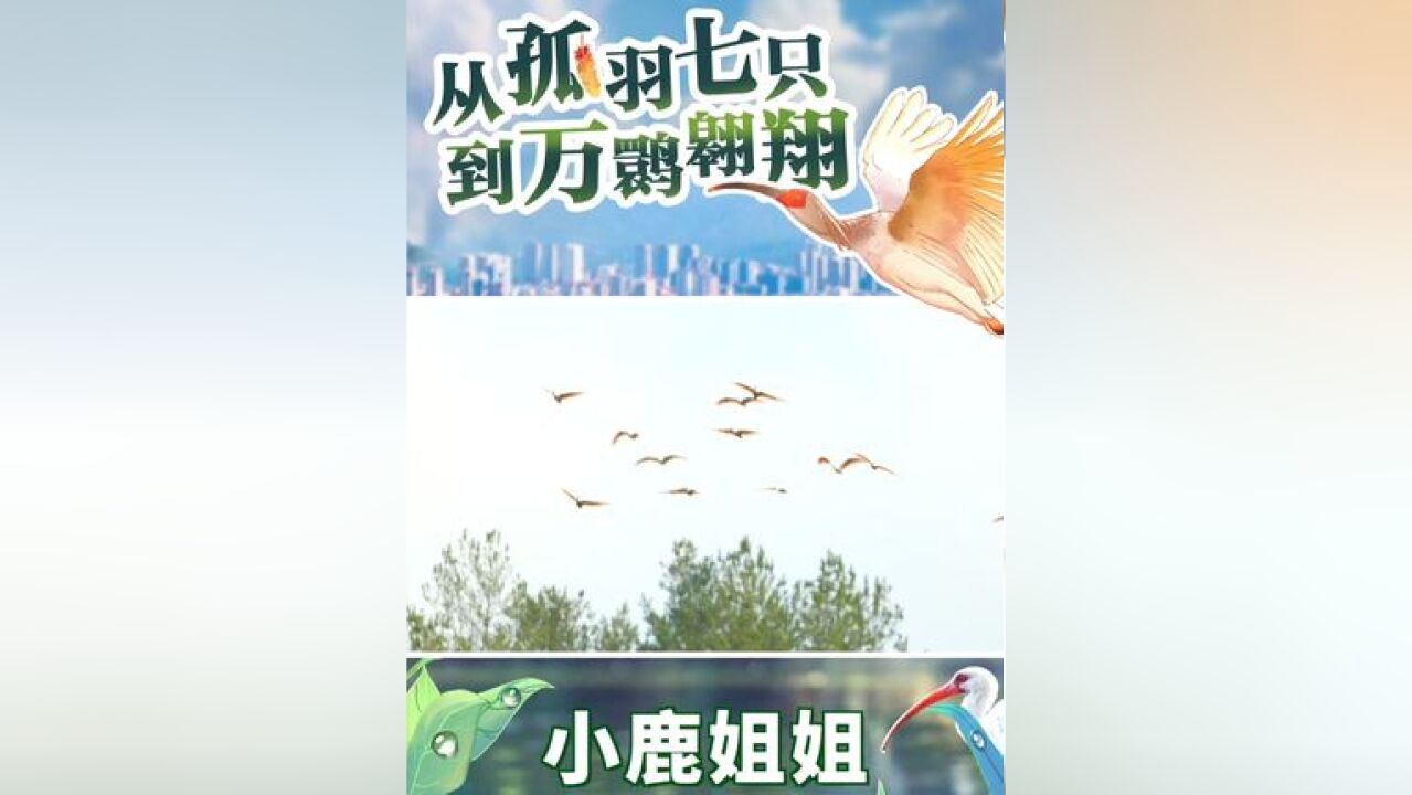 总台央视记者小鹿姐姐应聘1日野外巡护员,巡护过程中偶遇濒危保护动物朱鹮!数只朱鹮扇动着粉色翅膀,在田野上空自由翱翔.