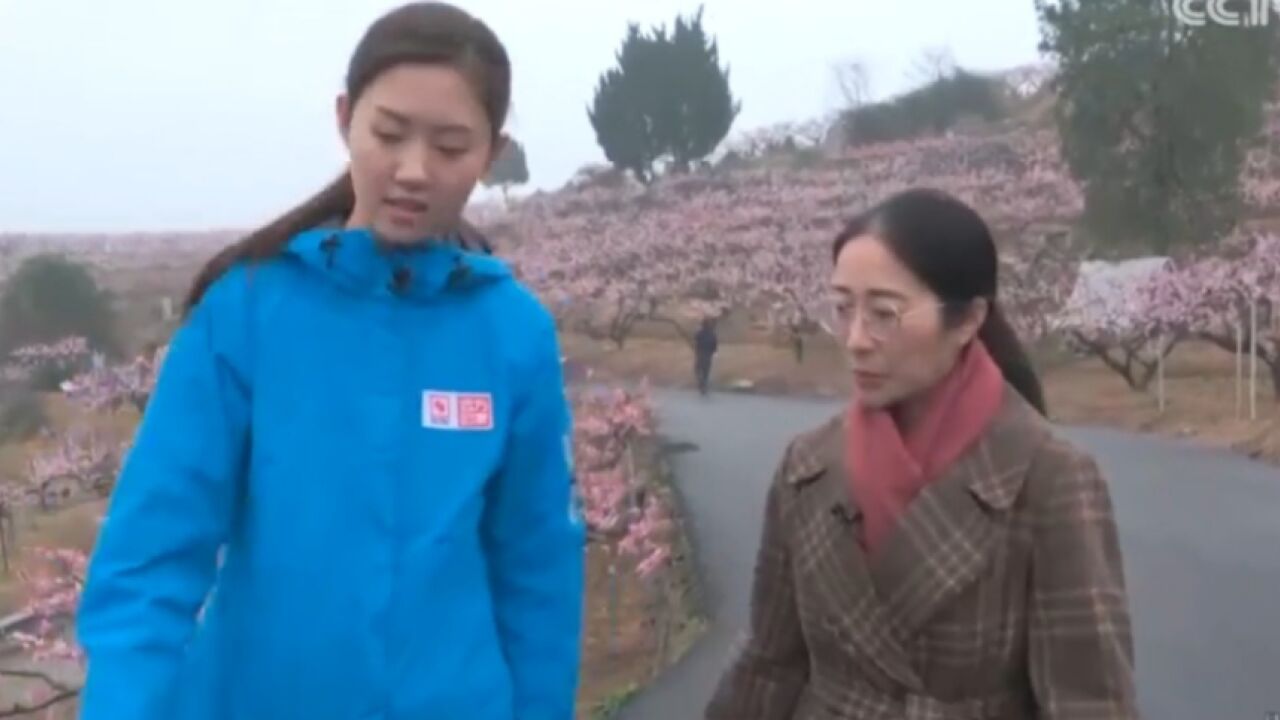 桃花绽放之美:先开花后结果的奥秘,揭示自然之道的魅力所在