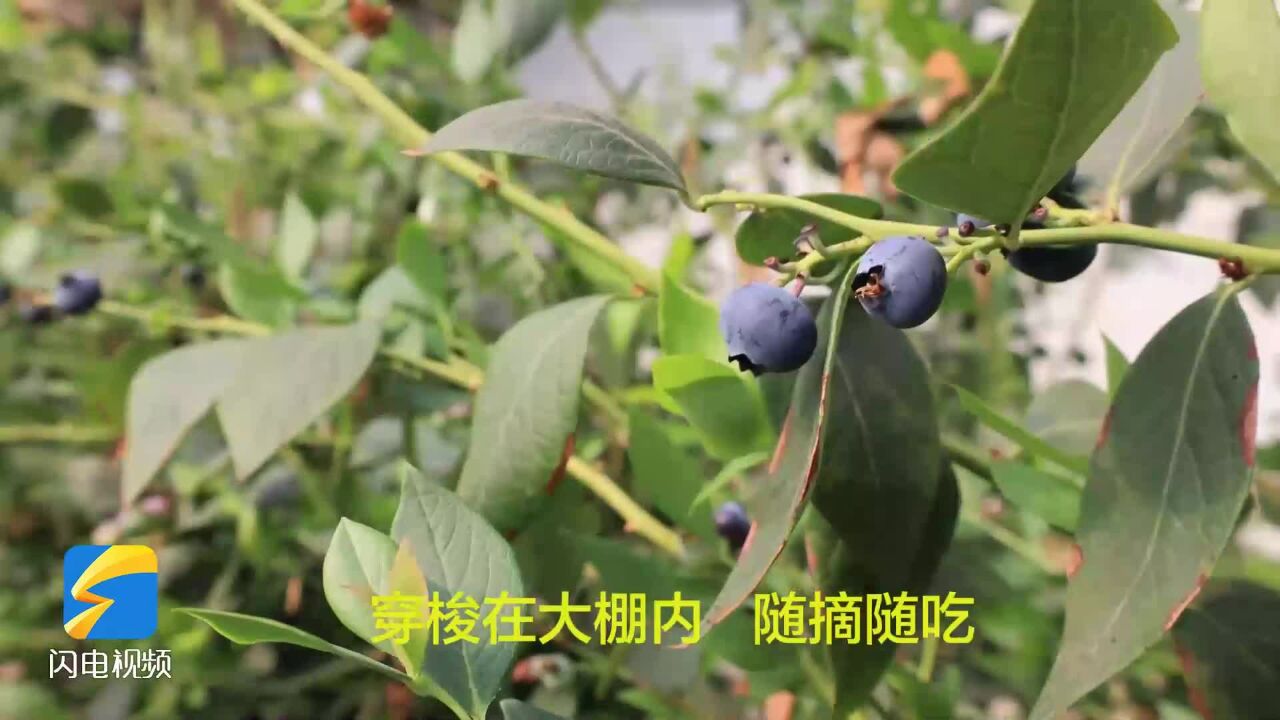 惠民:300多亩蓝莓缀满枝头 成农业发展的特色产业