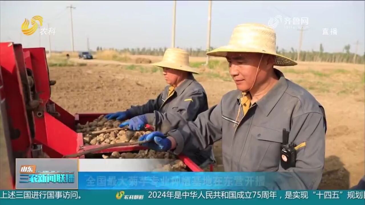 全国最大菊芋专业种植基地在东营开播,新品种有望实现产量新突破