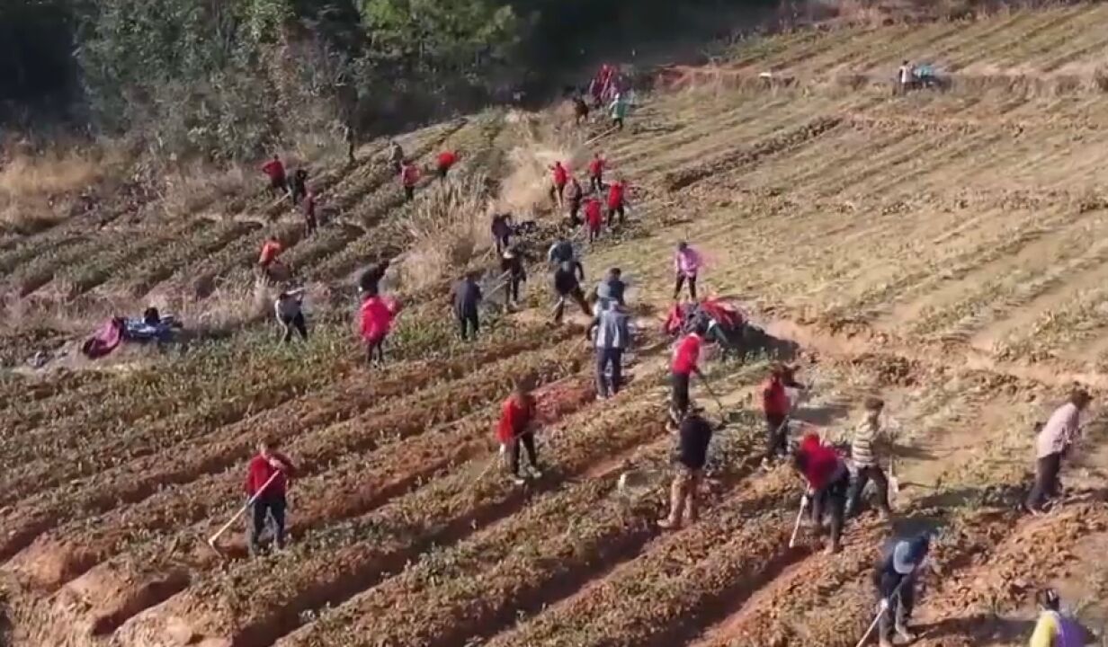 他将荒山变成茶山,依靠种茶卖茶,成功带动当地农户增收致富