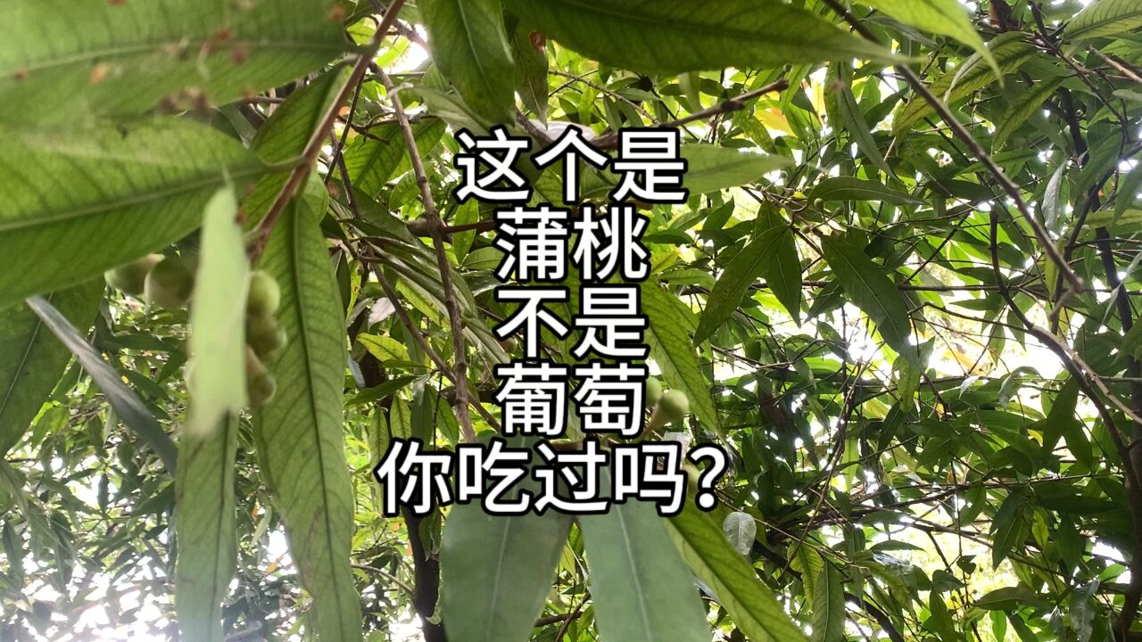 蒲桃不是葡萄,开花简直太美了香气扑鼻,你吃过吗?