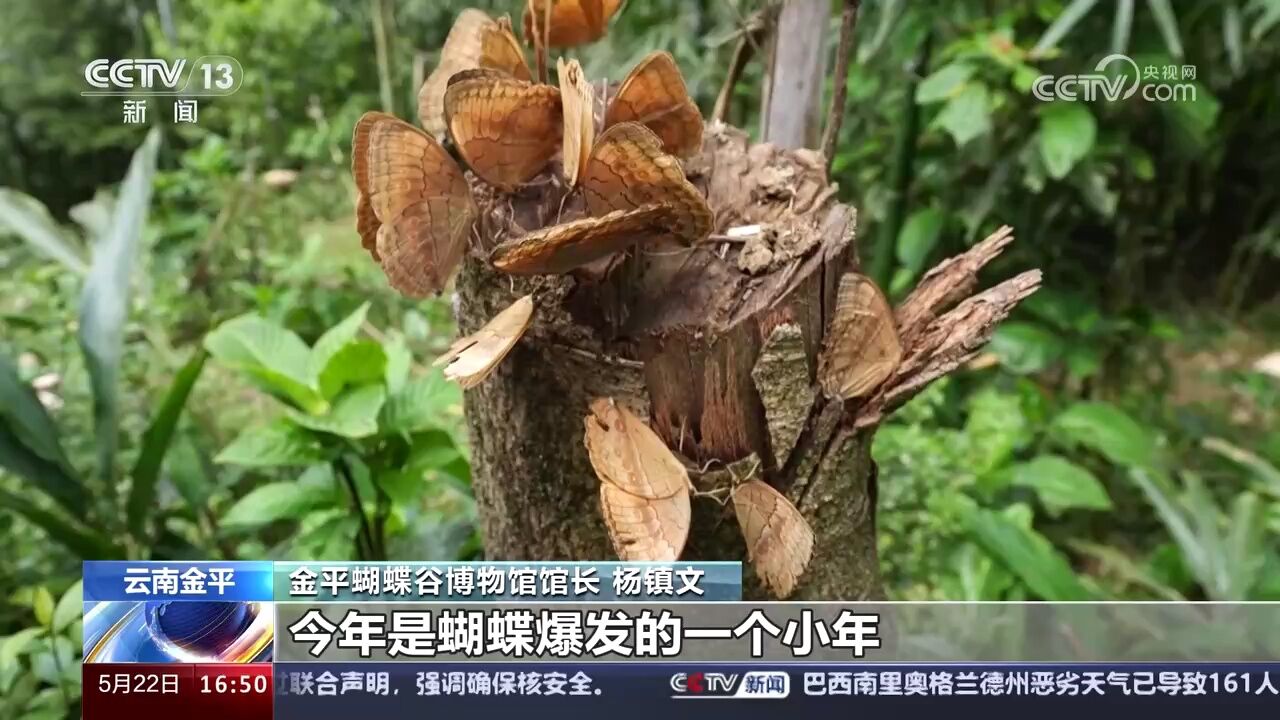 云南金平 “蝴蝶大爆发” 近亿只蝶蛹“化茧成蝶”