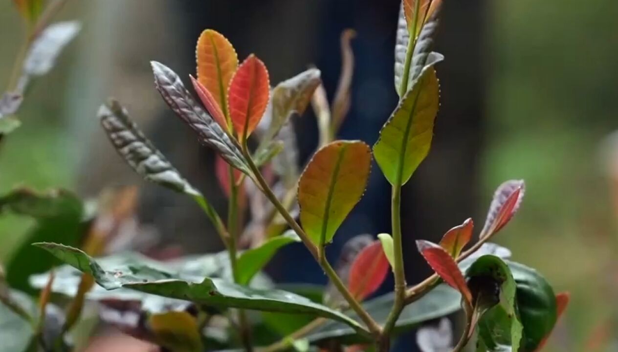 她经过十年移植栽培,在大山种满紫茶,成功赚到财富带动农户增收