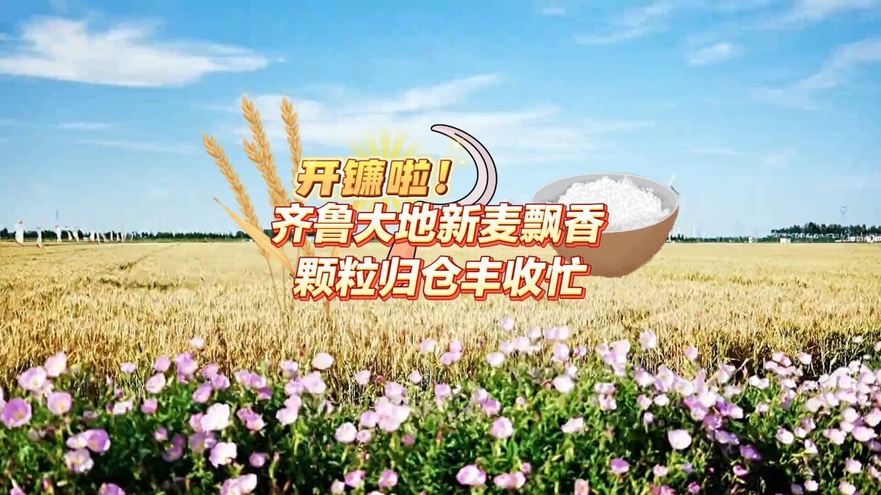 开镰啦!齐鲁大地新麦飘香 颗粒归仓丰收忙