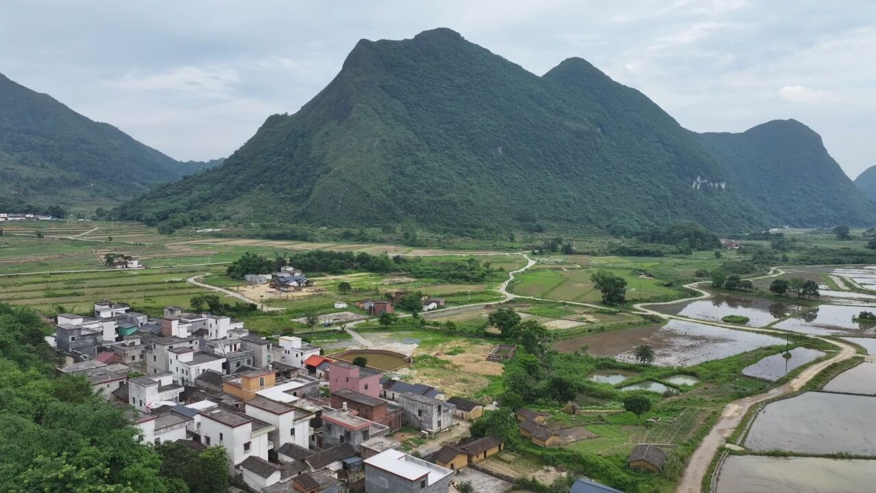 广东清远清新:无人机水稻直播 助力夏种效率高