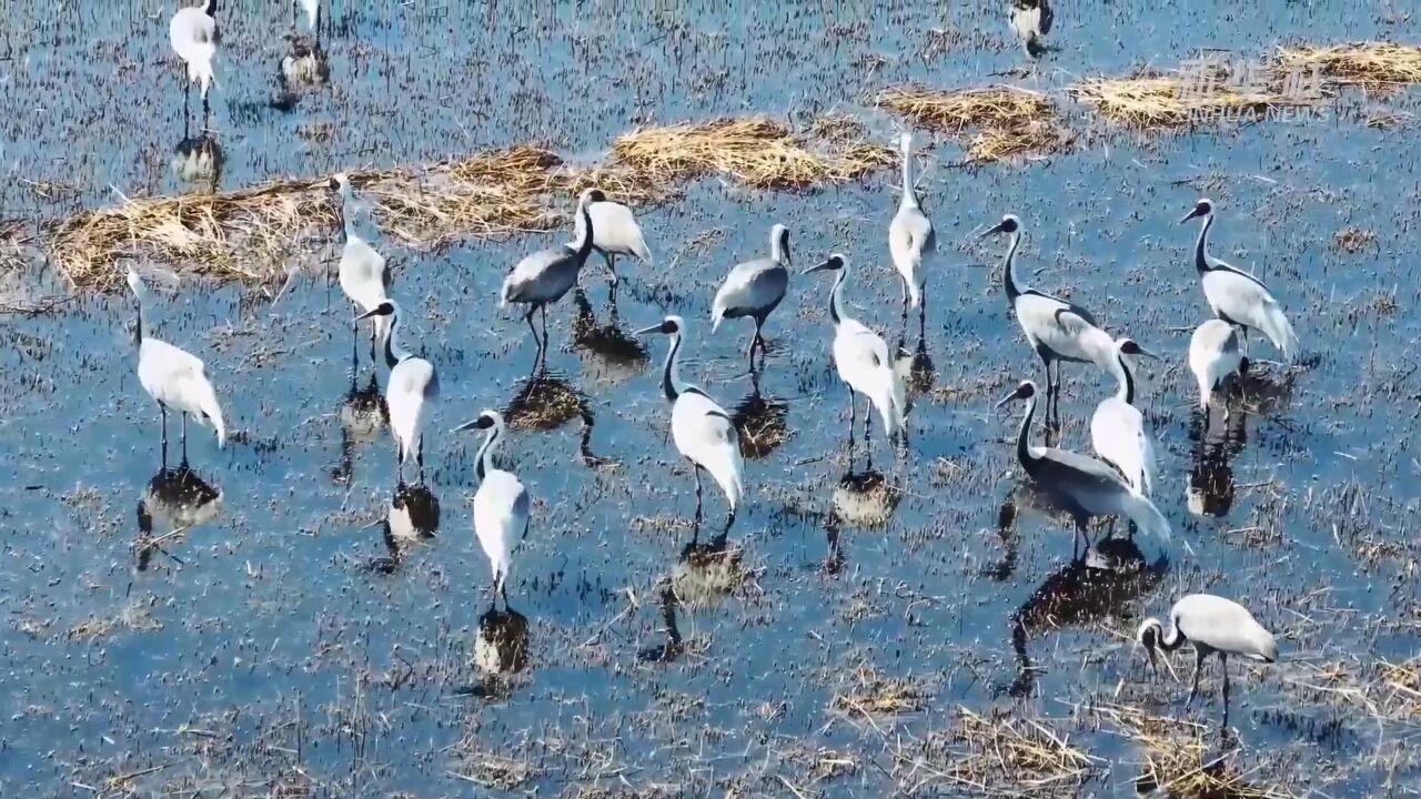 河北:系统修复海洋生态 保护生物多样性