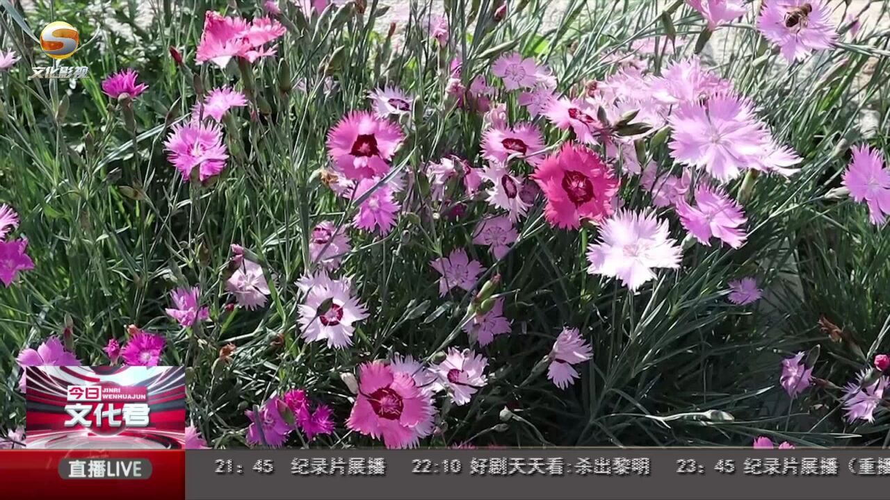 “露营+”赋能乡村游