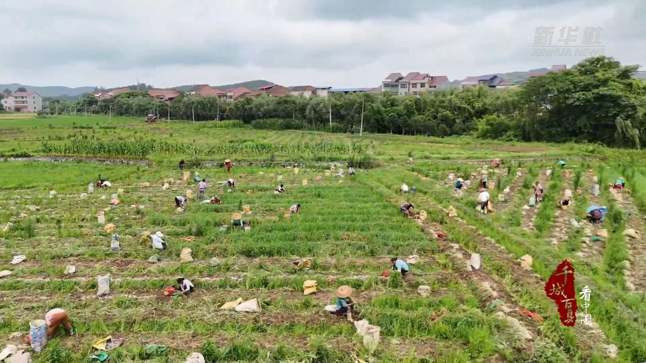 千城百县看中国|湖南冷水滩:小藠头迎丰收