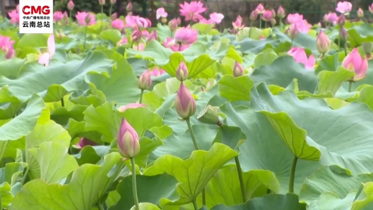 中央广播电视总台云南总站聚焦玉溪市红塔区 夏日炎炎绿影涟涟荷韵悠悠荷花绽放美如童话