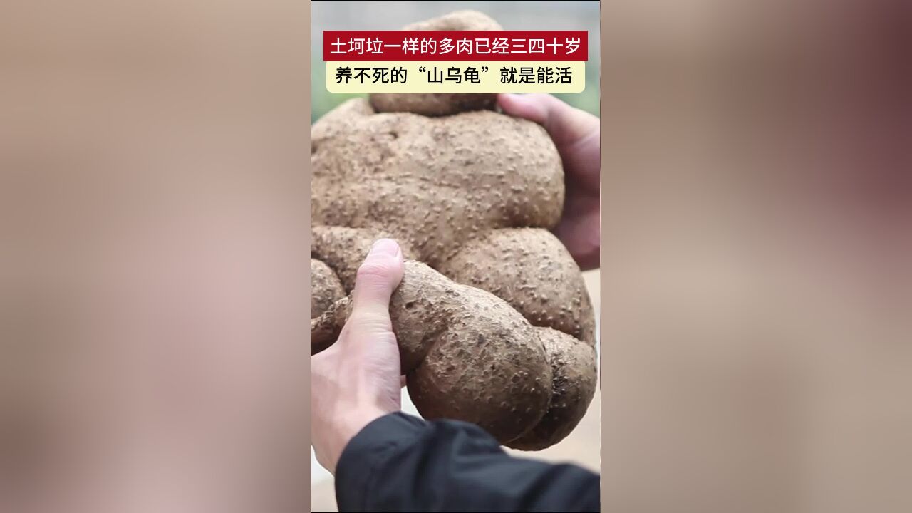 土坷垃一样的多肉已经三四十岁 养不死的“山乌龟”就是能活