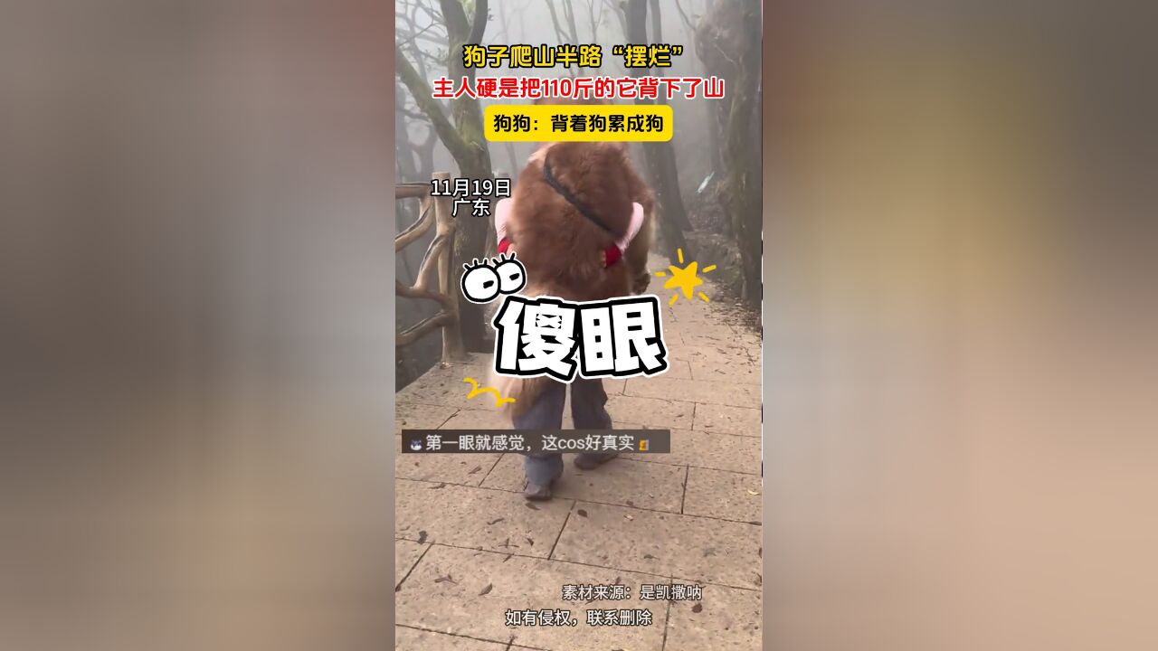 狗子爬山半路“摆烂”,主人硬是把110斤的它背下了山