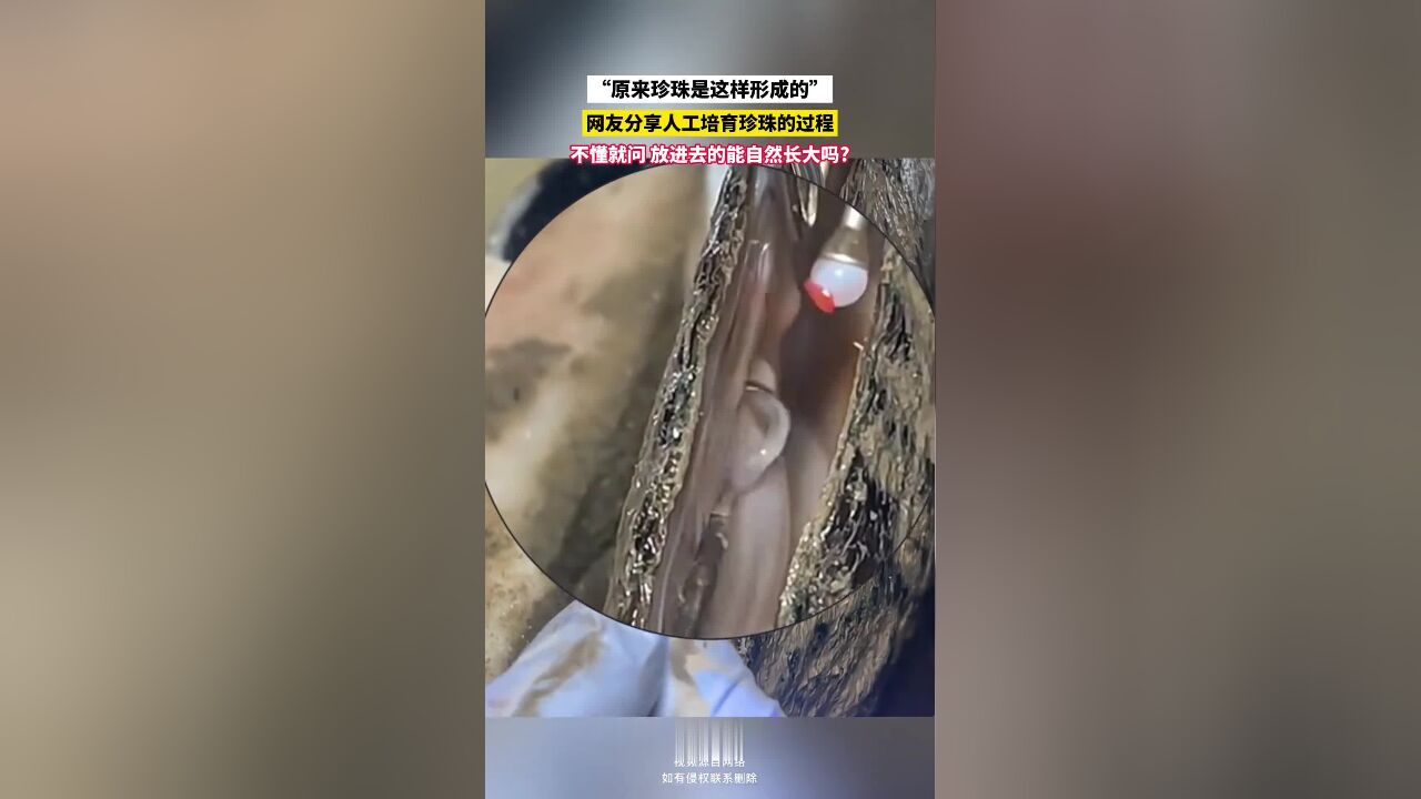 “原来珍珠是这样形成的”网友分享人工培育珍珠的过程不懂就问,放进去的能自然长大吗?