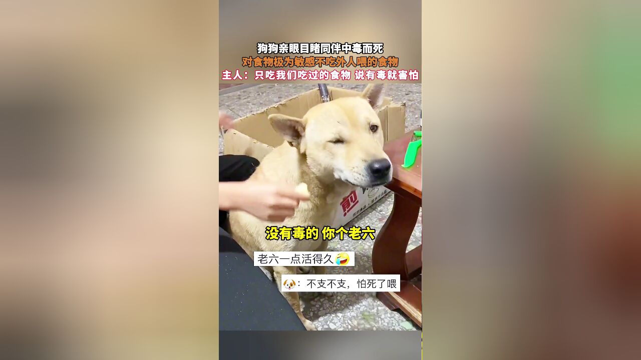 狗狗亲眼目睹同伴中毒而死,对食物极为敏感不吃外人喂的食物,主人:只吃我们吃过的食物 说有毒就害怕