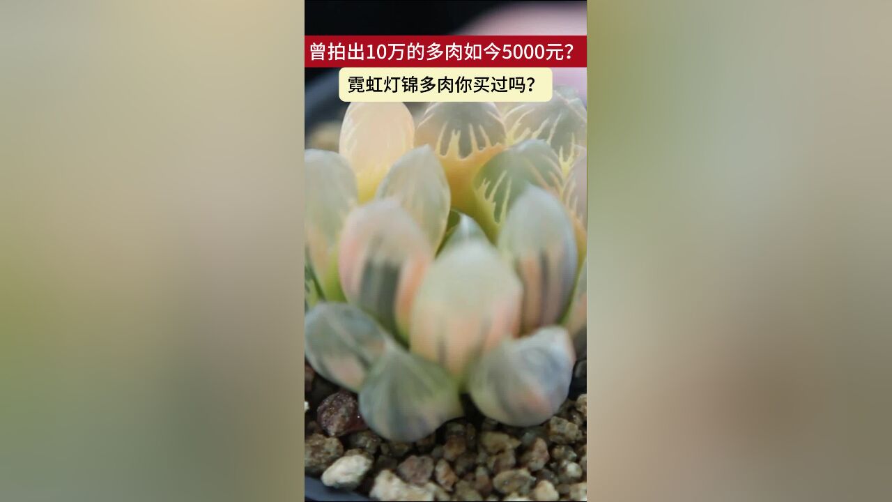 曾拍出10万的多肉如今5000元?霓虹灯锦多肉你买过吗?