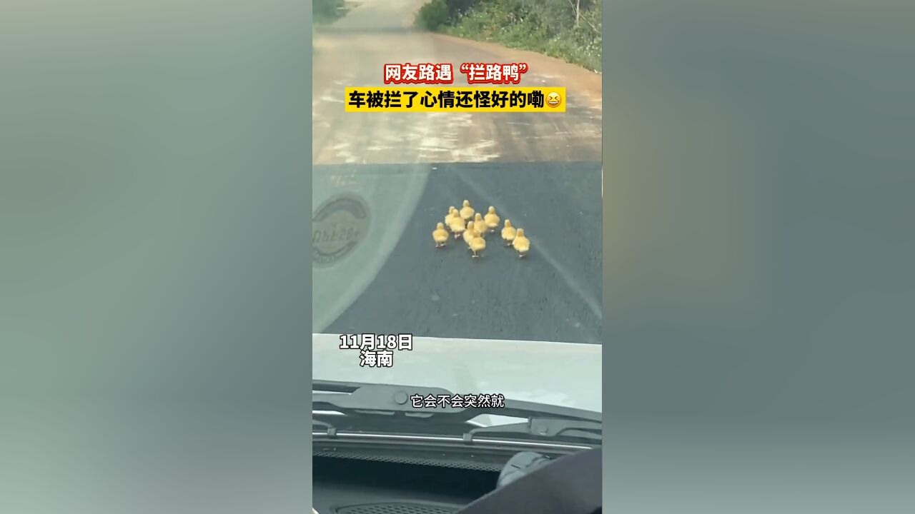 网友路遇“拦路鸭”,车被拦了,心情还怪好的嘞