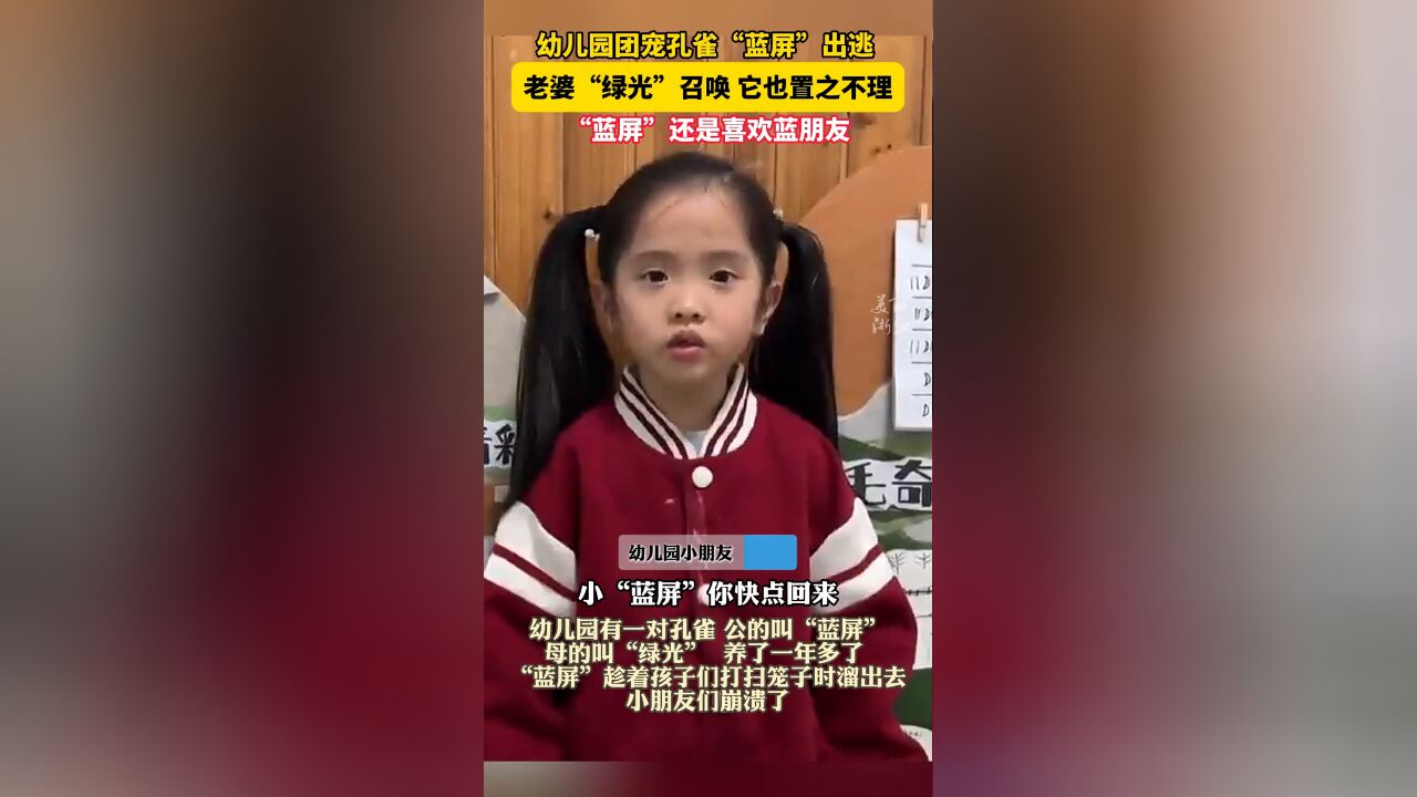 幼儿园团宠孔雀出逃20小时,小朋友崩溃,幸好蓝朋友来了