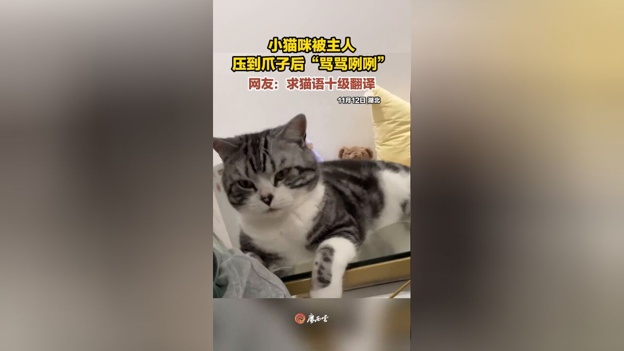 求猫语十级翻译!小猫咪被主人压到爪子后“骂骂咧咧”