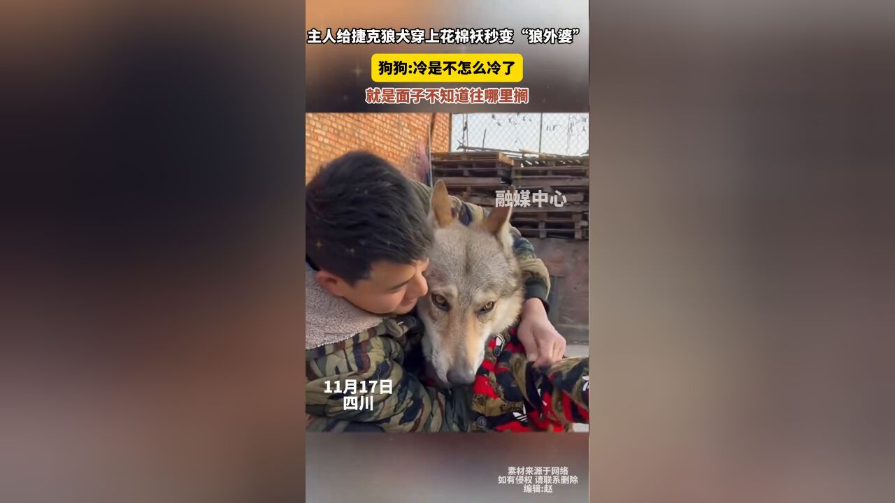 主人给捷克狼犬穿上花棉袄秒变“狼外婆”