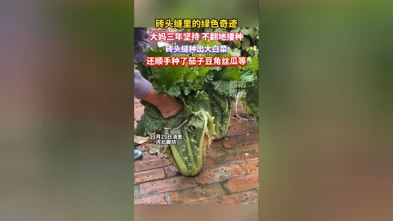 大妈三年坚持不翻地播种,砖头缝种出大白菜茄子豆角等蔬菜