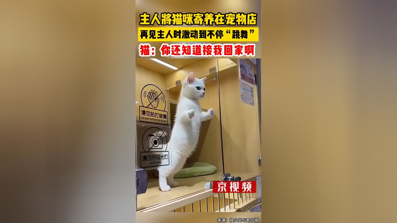 主人将猫咪寄养在宠物店,再见主人时激动到不停“跳舞”