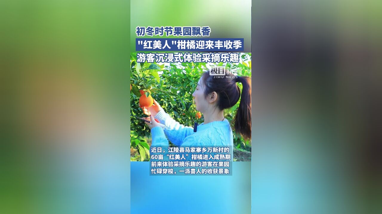 湖北江陵:初冬时节果园飘香,“红美人”柑橘迎来丰收季,游客沉浸式体验采摘乐趣