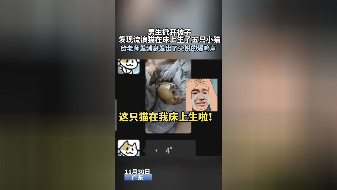 猫猫在男生床上生孩子,男生发现后发出尖锐的爆鸣声,有种要当爸爸的感觉!