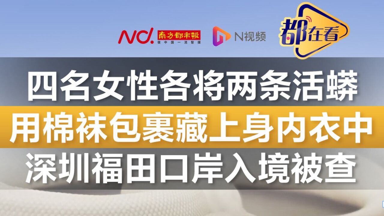 四名女性各将两条活蟒藏上身内衣中 深圳福田口岸入境被查