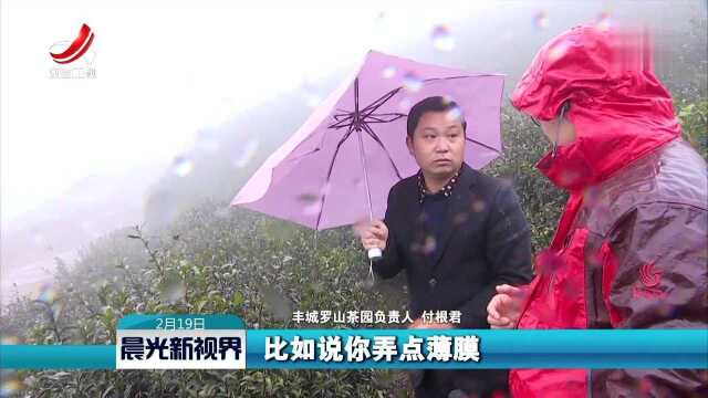 丰城:持续低温阴雨 茶农很受伤