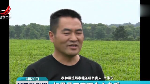 采茶也能机械化 方便实用效率高