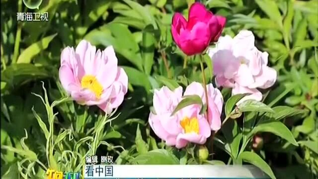 陕西凤翔:花“开”致富路