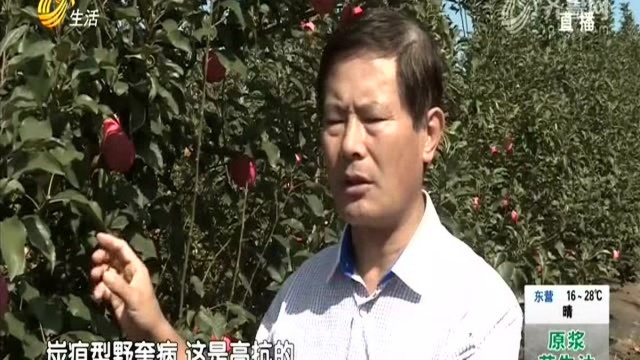 烟台龙口:苹果新品种“福九红”试种成功