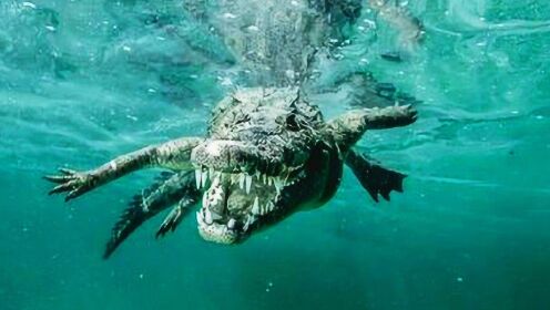 梦见鳄鱼送人出洞穴,探索潜意识深处的转变与释放 梦见鳄鱼送人出洞穴,探索潜意识深处的转变与释放