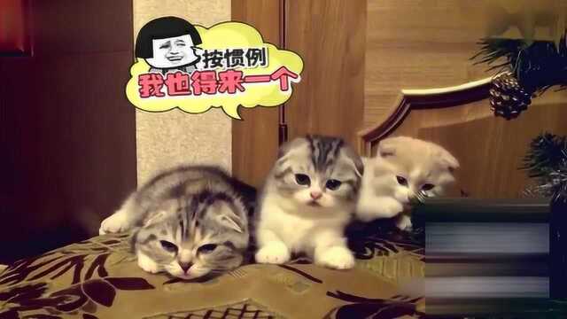 爆笑视频猫星人无视主人的眼神哈哈可以萌到一片
