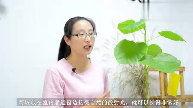 它比琴叶榕更有调性,是未来室内绿植的一棵网红新星—爱心榕