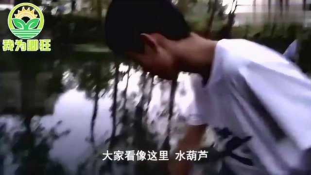 我为卿狂:河里的水葫芦知道是做什么用的吗?喂鸡喂鸭都很不错