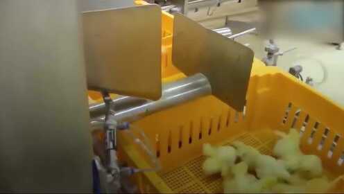 工厂全程机械孵化小鸡，一会就孵化上万只，不过方式有点粗鲁