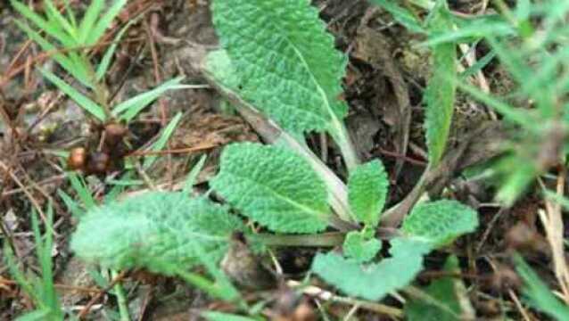 农村流传治高血压秘方,这种野草煎汤喝,降血压最有效!