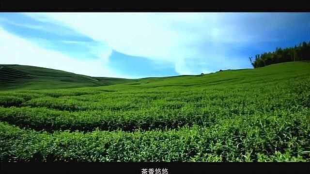 炎帝生物健康系列福建福鼎帝顶茗白茶宣传片