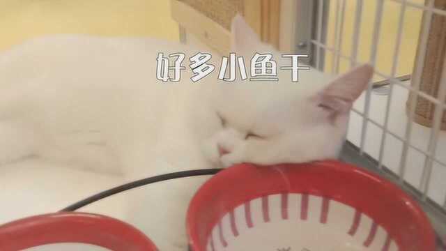 上海亚宠展猫咪合集,成功被这只布偶猫圈粉了