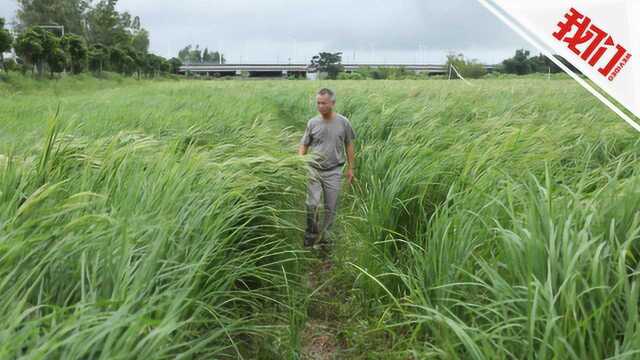 “海水稻之父”陈日胜:希望盐碱地都能种植耐盐稻种