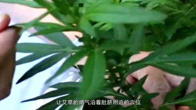 经常看见的中草药艾草,你知道它具体的功效吗?赶快来了解一下